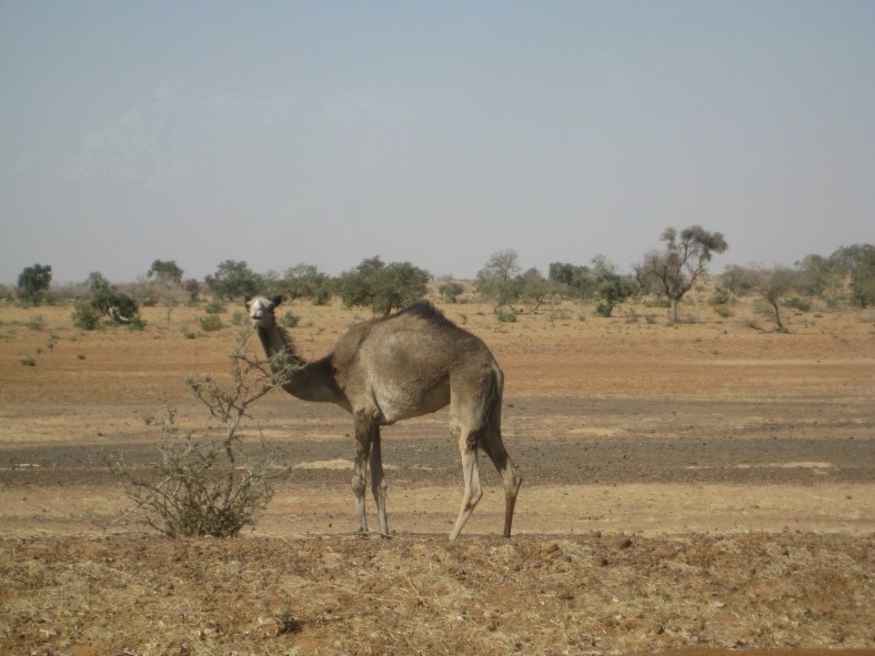 Let me try that again...cue the CAMEL!