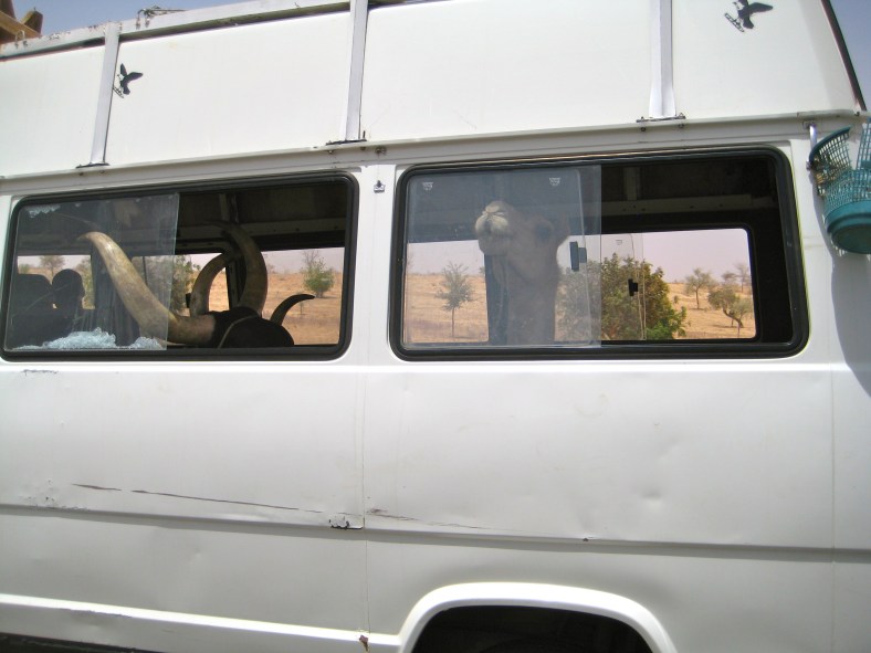 Loads of Camel Sightings! (I'm getting out of hand, aren't I?)